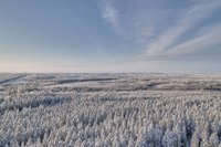Forest_winter_08_2021__web.jpg