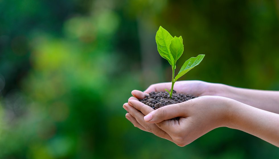 environment Earth Day In the hands of trees growing seedlings. B